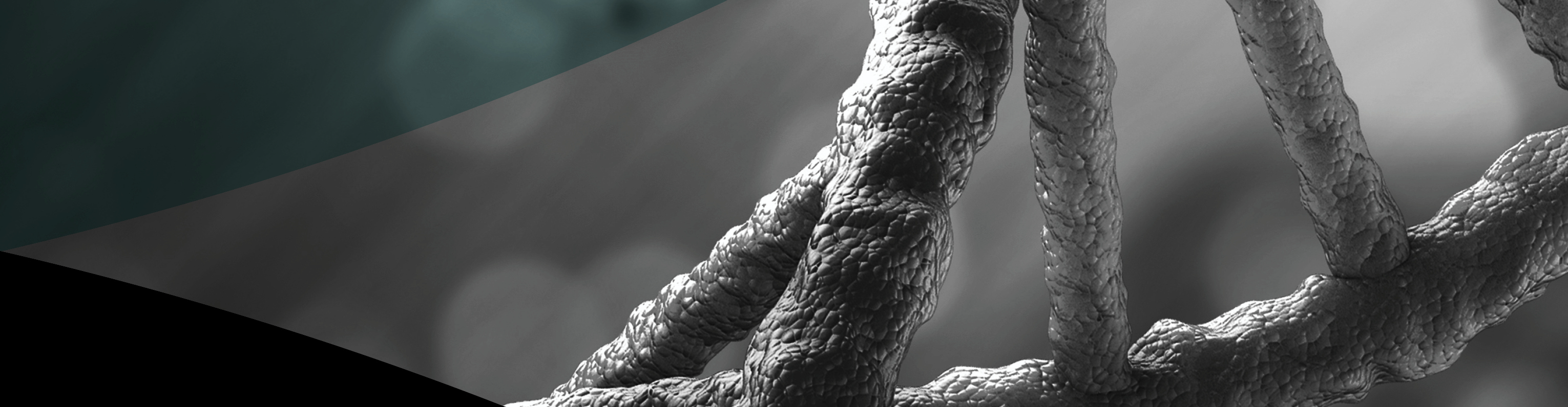Maryann Bastac banner